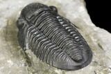 Detailed Gerastos Trilobite Fossil - Morocco #141668-4